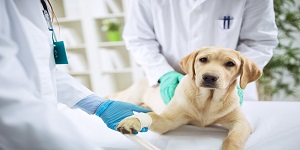 International Journal of Veterinary Medicine and Animal Health International Journal of Veterinary Medicine and Animal Health